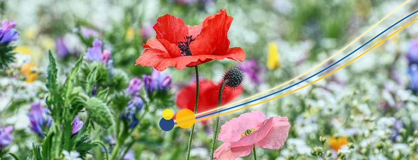 Rote Blume