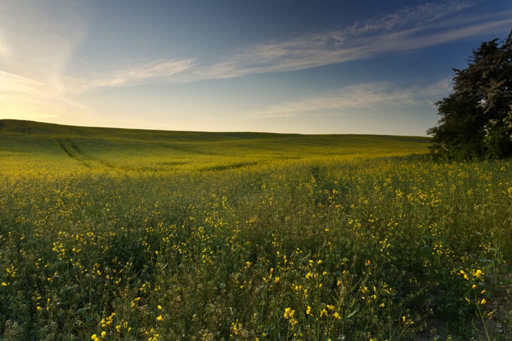 Landschaft - Wiese mit Blumen