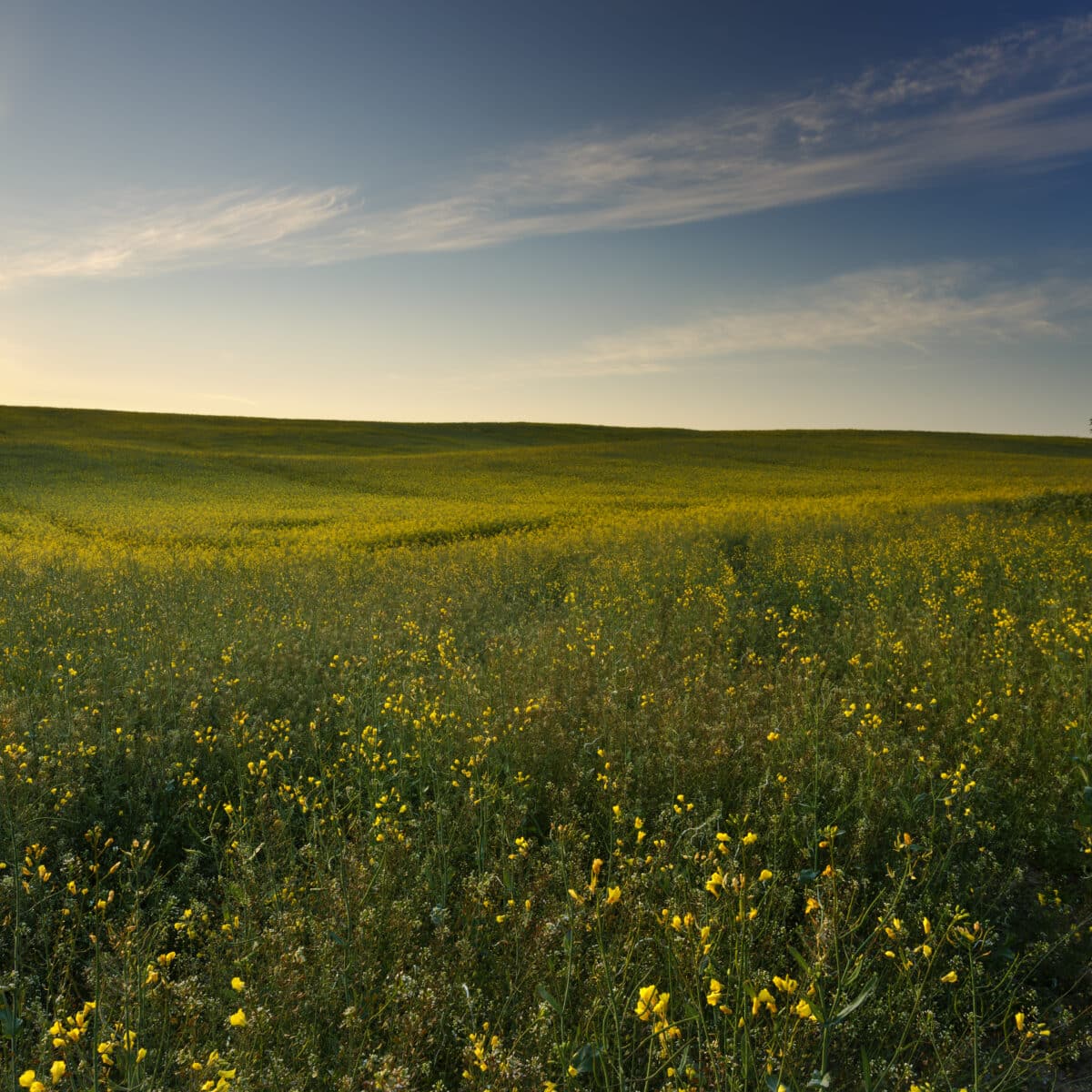 Landschaft - Wiese mit Blumen